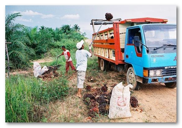 Small farmers often lose out when they deal with big plantations/ Judith Mayer